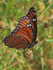 Limenitis archippus floridensis