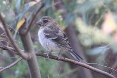 Crithagra leucoptera