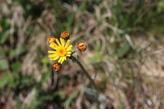 Tephroseris longifolia