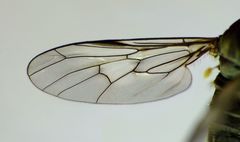Thinempis otakouensis