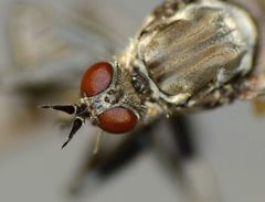 Thinempis otakouensis