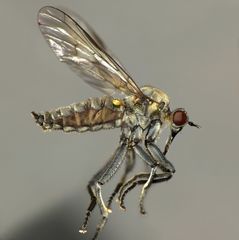 Thinempis otakouensis