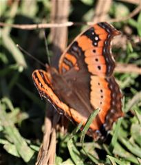 Precis ceryne ceryne