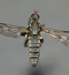 Thinempis otakouensis