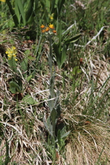 Tephroseris longifolia