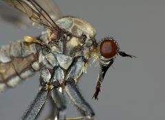 Thinempis otakouensis