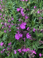 Silene dioica