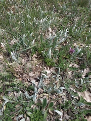 Centaurea fuscomarginata