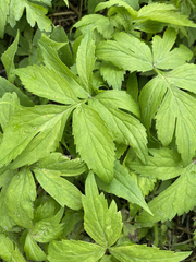 Hydrophyllum virginianum