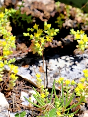 Phemeranthus calcaricus