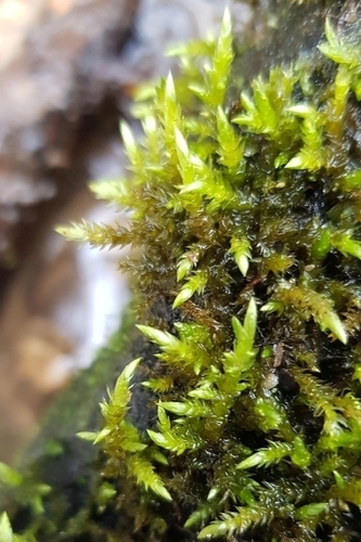 Representative image of Brachythecium rivulare