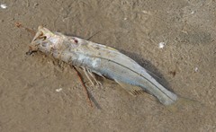 Centropomus undecimalis