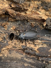 Carabus vinctus
