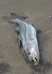 Centropomus undecimalis