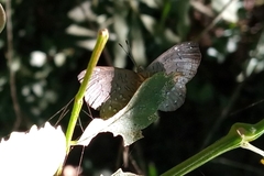 Ionotus alector