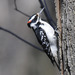 Hairy Woodpecker - Photo (c) Gavan Watson, some rights reserved (CC BY-NC-SA)