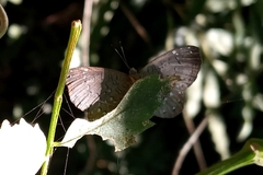 Ionotus alector