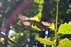 Ionotus alector