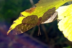 Ionotus alector