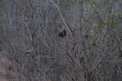 Gyrocarpus jatrophifolius