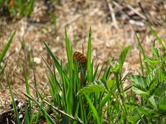 Melitaea didyma