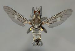 Thinempis otakouensis