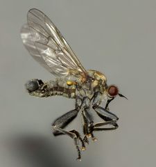 Thinempis otakouensis