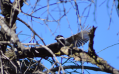 Melaniparus cinerascens