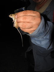 Reithrodontomys fulvescens