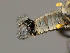 Thinempis otakouensis