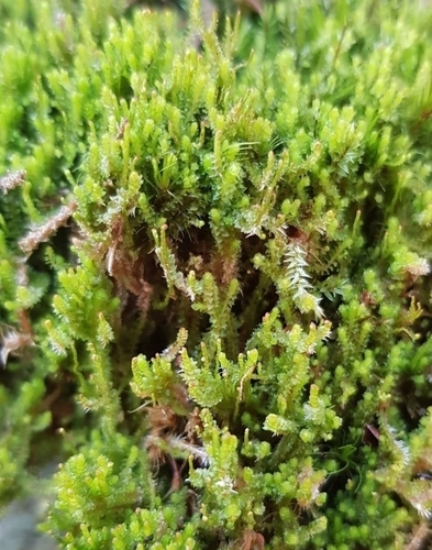 Image of Neoorthocaulis attenuatus by (c) Helen Waterman, some rights reserved (CC BY)