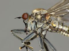 Thinempis otakouensis