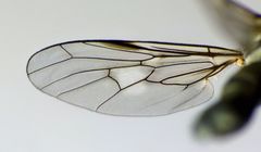 Thinempis otakouensis