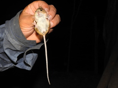 Reithrodontomys fulvescens