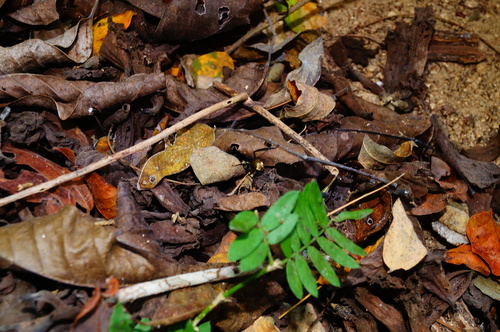 Shimmering Golden Sugar ant