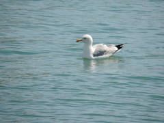 Larus argentatus
