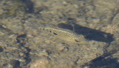 Herichthys carpintis