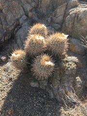 Homalocephala polycephala