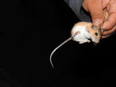 Peromyscus spicilegus