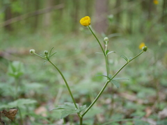 Ranunculus tuberosus
