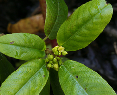 Frangula californica californica