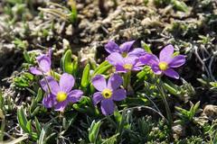 Primula angustifolia