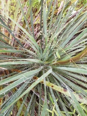 Yucca louisianensis