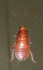Oxyhaloa deusta