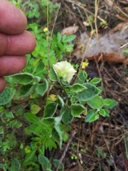 Physalis mollis