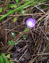 Phacelia strictiflora