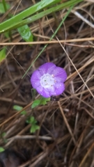 Phacelia strictiflora
