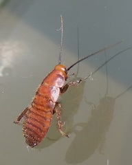 Oxyhaloa deusta