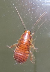 Oxyhaloa deusta