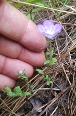 Phacelia strictiflora